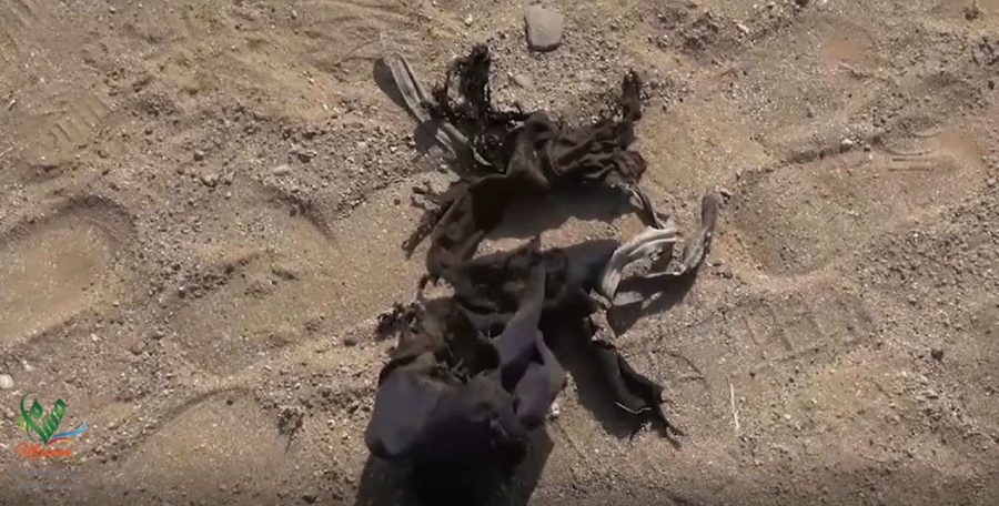 WhatsApp Image 2021-01-04 at 22.14.21